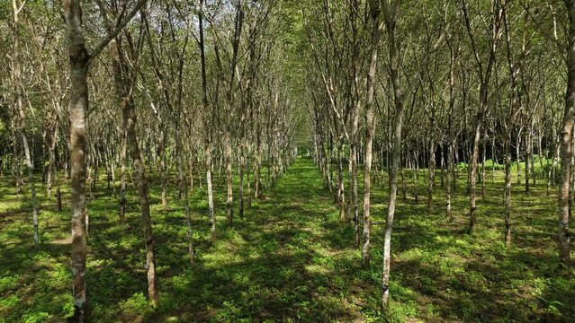 Monoculture Rubber Tree Plantation Trees in a Row, Latex Production Hevea Brasiliensis, Cash Crop Prices Export Product South East Asia Agriculture  Economy Productivity