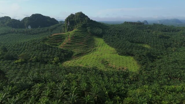 Fresh Planted Oil Palms, Young and Old Trees of Oil Palm Plantation, Palm Oil Production of Palm Kernel Oil Sustainable Monoculture, Agricultural Land Development and Destruction