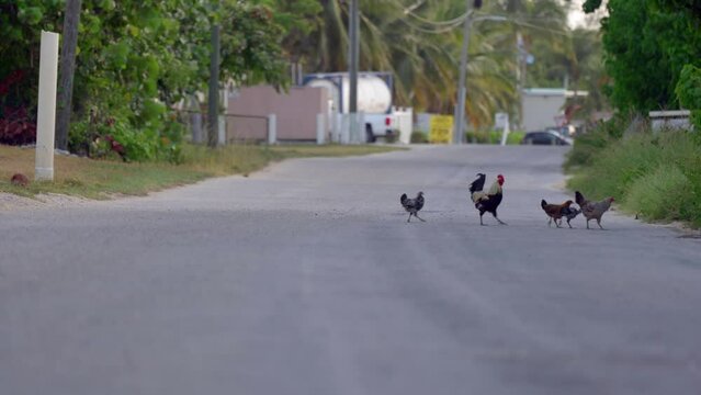 Chickens cross the road on Little Cayman in the Cayman islands in the heart of the Caribbean