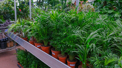 Fototapeta na wymiar Palm Hamedorea for indoor cultivation and interior decoration in a brown pot in a flower shop