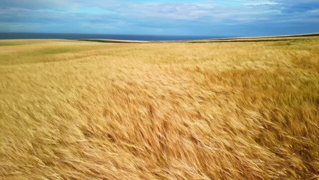 Aerial drone view of wheat fields moving by wind. Farmland crop, agriculture harvest. Isle of Skye in Scotland.