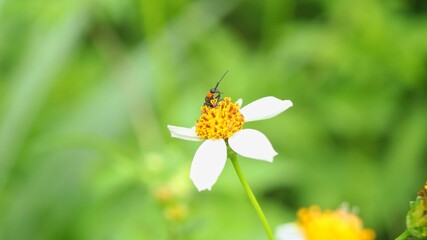 Soldier beetle on white flowers