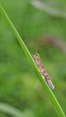 grasshopper on the grass