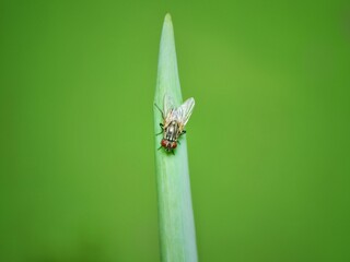 subordo Cyclorrhapha