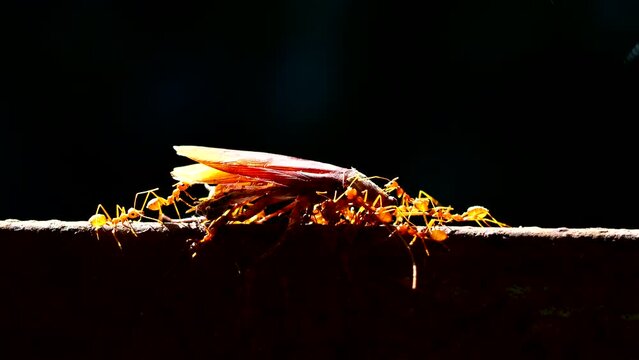 Red ants are biting dead cockroach on fence  , out  door  Chiangmai Thailand.