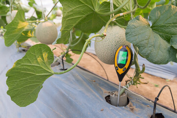 Use soil PH meter for check the PH value in melon green house