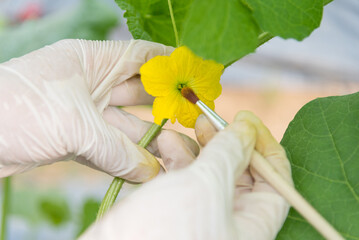 Use paintbrush for Pollinate of Melon flower in green house  