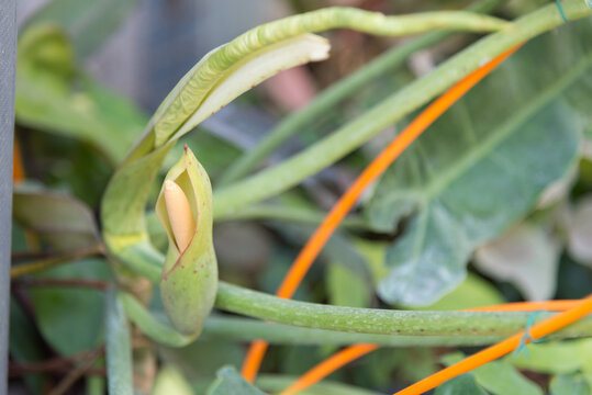 Closeup to pollen of paraiso verd in pot 