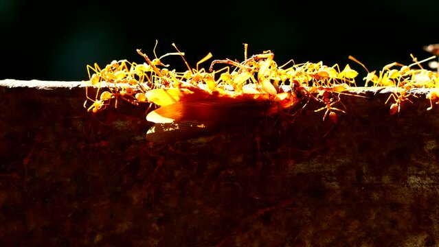 Red ants are biting dead cockroach on fence  , out  door  Chiangmai Thailand.