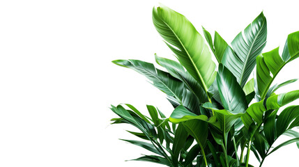 green leaves isolated on white background © wudu_8