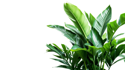 green leaves isolated on white background