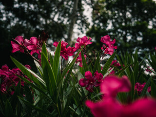 Nerium oleander