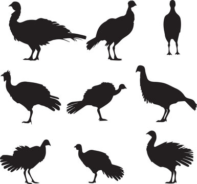 Turkey bird black silhouette icon on white background 