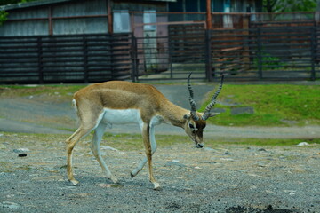 エランド　ELAND