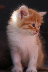 Baby cat Tabby diluted among ruins, ashes, and debris