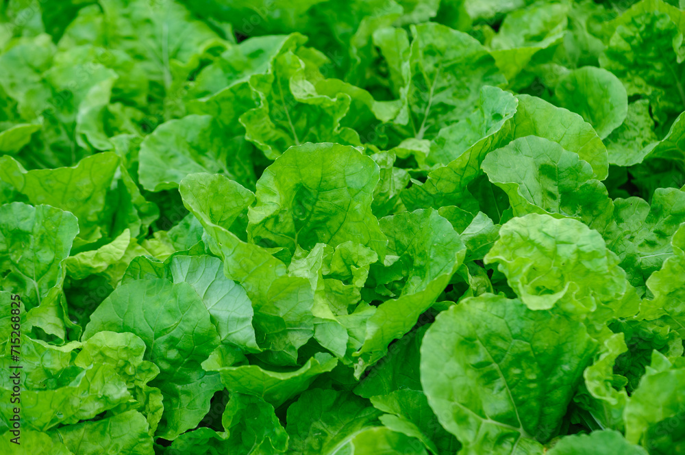 Wall mural bok choy crops in garden