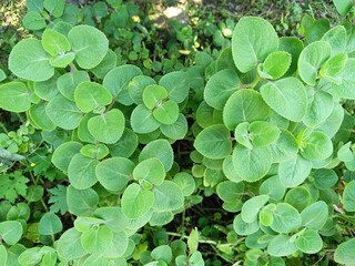 Closeup view of fresh and green leaves on a Ajwain plant