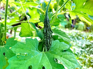 Closeup view and selective focus of fresh bitter gourd on a plant