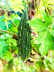 Closeup view and selective focus of fresh bitter gourd on a plant