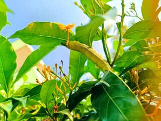 Closeup view and selective focus of caterpillar on a plant