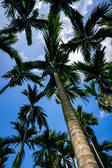 Areca nut trees under blue sky