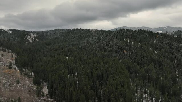 Snow Falling Over Coniferous Forest Under Cloudy Sky. Aerial Drone Shot