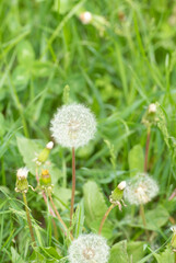 summer blowball flower. summer blowball flower. blowball flower in grass.