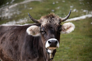 Cos in the Dolomites, grazing on beautiful green meadow. Scenery from Tre Cime.