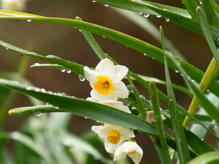 雨に濡れた水仙の花