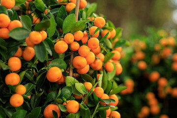 Mandarin oranges grow on tree for a happy chinese new year's decoration