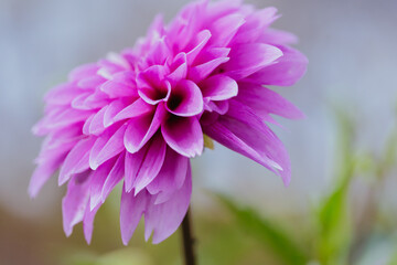紫色に咲くダリアの花