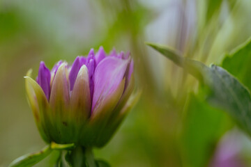 紫色に咲くダリアの花