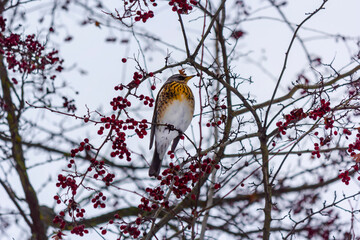 Fieldfare feeding on rowan berries in early winter in the park
