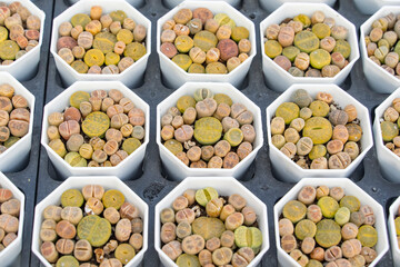 Lithops (Living stone), Cactus on flower pot