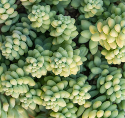 Miniature succulent plants decorate in the garden