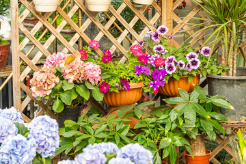 colourful flowers hanging on fence in garden