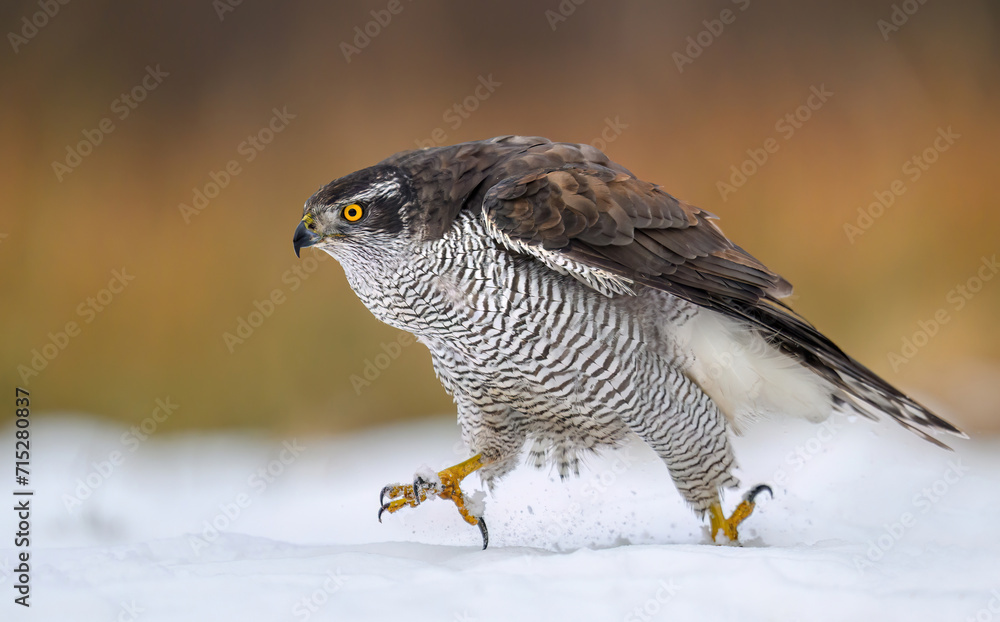 Canvas Prints northern goshawk bird ( accipiter gentilis )