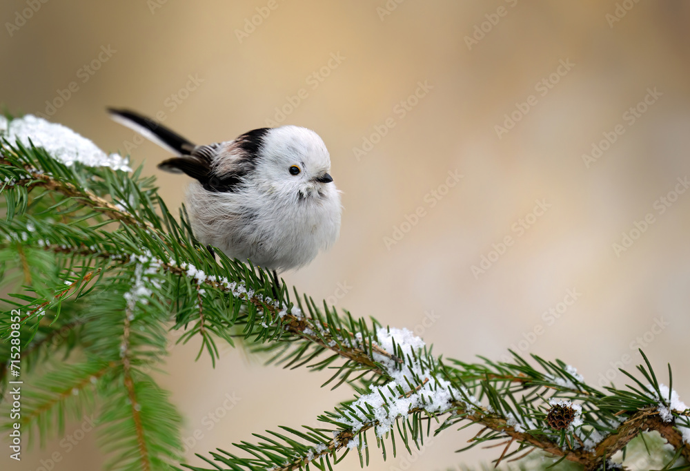 Sticker long tailed tit ( aegithalos caudatus )