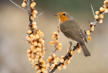 European robin bird close up ( Erithacus rubecula )