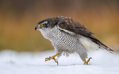 Northern goshawk bird ( Accipiter gentilis )