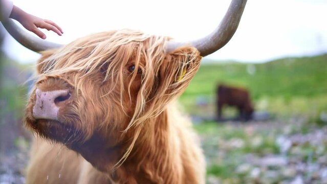 Highland cow, iconic breed of Scottish cow, cattle in Highlands of Scotland.  Farm field in Isle of Skye landscape.