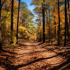  a dirt road in the middle of a forest with lots of trees and leaves on both sides of the road.