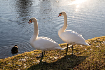 A pair of swans stands on the shore of a lake in the winter sun.