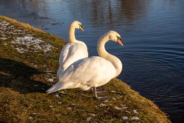 A pair of swans stand on the shore and look out over a lake in the winter sunshine.