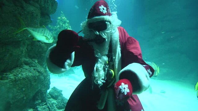 Santa underwater in scuba diving swims in a flock of fish and sharks. 4k super slow motion 120 fps raw cinematic video filmed on Nikon z9 at 8k