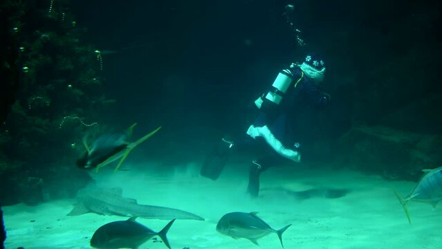 Santa underwater in scuba diving swims in a flock of fish and sharks. 4k super slow motion 120 fps raw cinematic video filmed on Nikon z9 at 8k