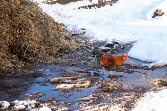 Rooster struts through puddle next to a dung heap.  Farm in mountain landscape in winter