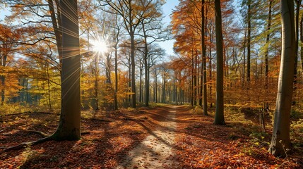 Panoramic Sunny Forest in Autumn