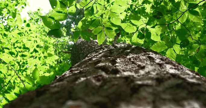 Looking up at bright green tree leaves