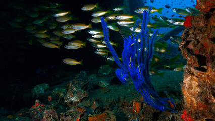 Underwater photo of sealife, corals and fish at a wreck in the south of Thailand. Andaman Sea. 